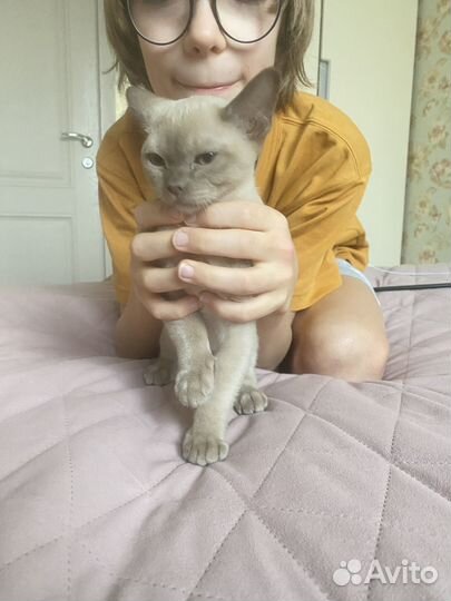 Бурманская кошка котенок