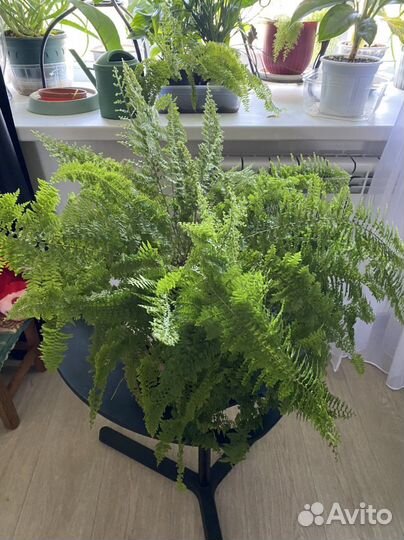 Папоротник