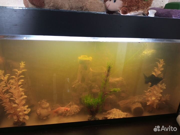 Аквариум