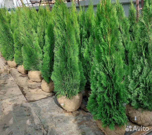 Саженцы Туя конусная Smaragd Смарагд Экстра