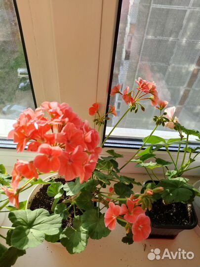 Герань пеларгония