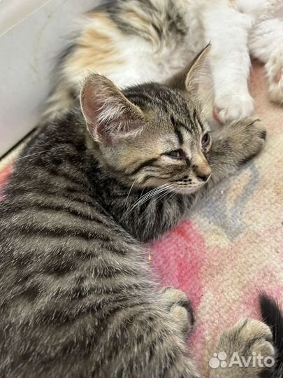 Котята