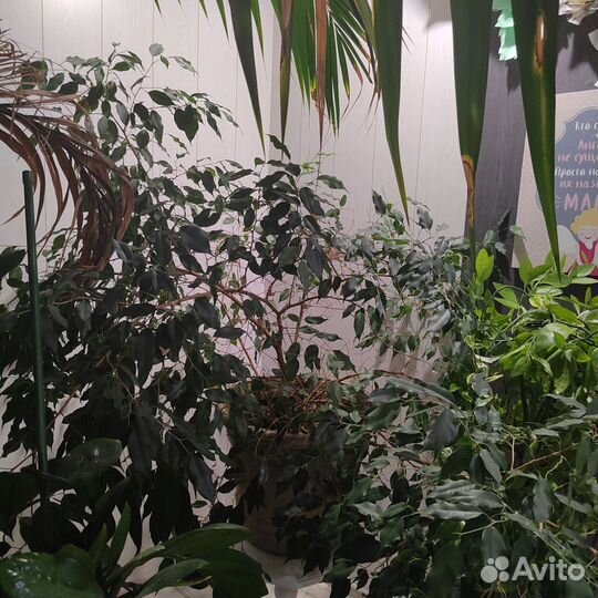 Большие цветы