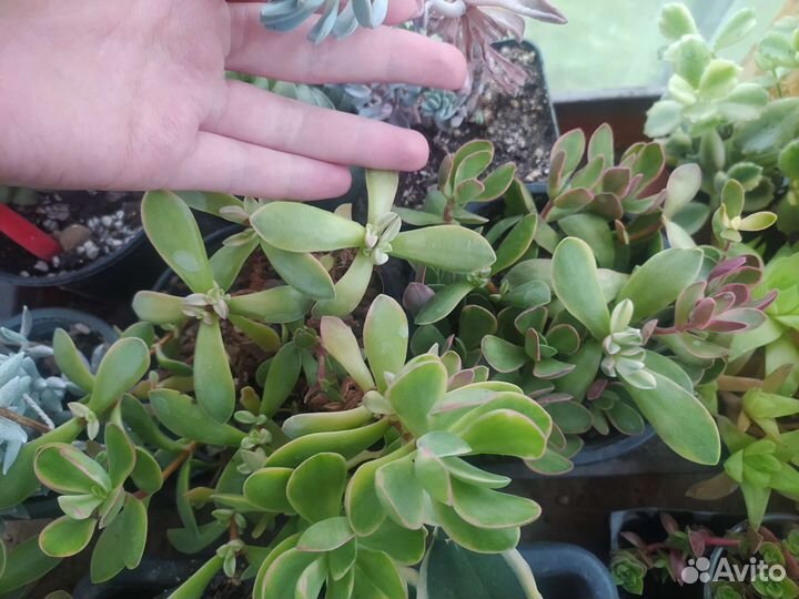 Суккуленты