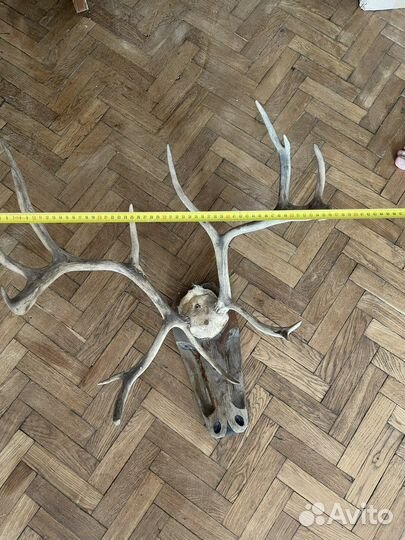Рога оленя