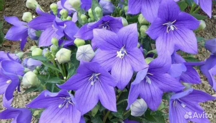 Платикодон. Многолетник