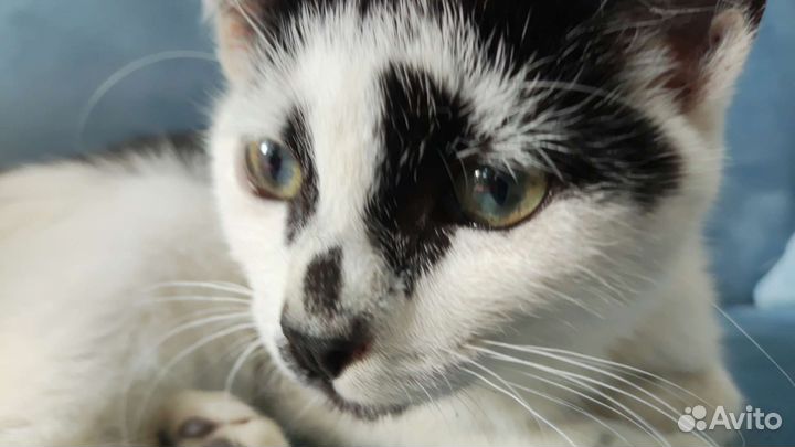 Котенок девочка