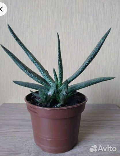 Комнатные цветы. Гастерия 3 - х видов