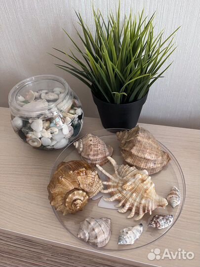 Морские ракушки раковины ваза