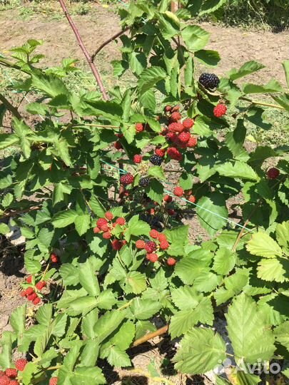 Саженцы ежевики