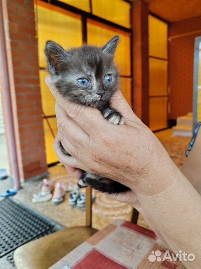 Котенок две девочки