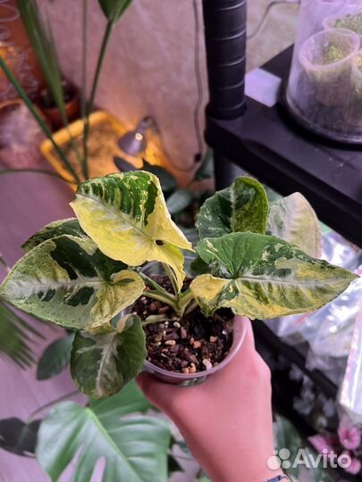 Сингониум scrambled eggs