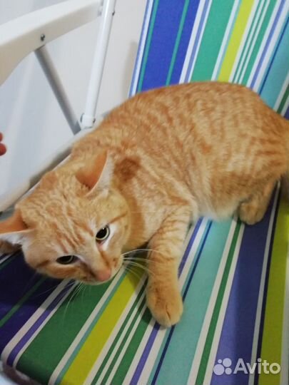 Рыжий котик