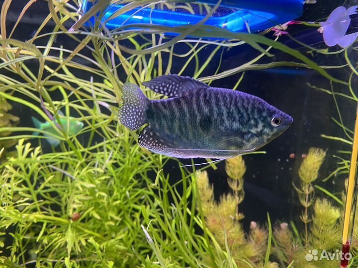 Аквариумные рыбки