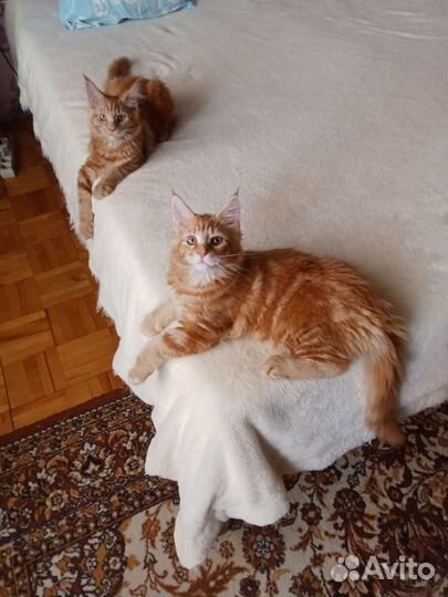Котята кунята спешите приобрести