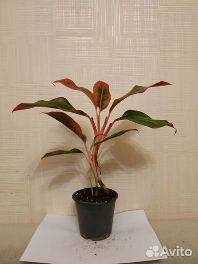 Аглаонема ред