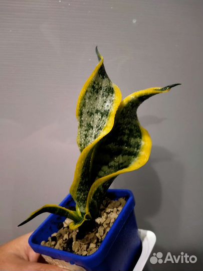 Сансевиерия систер твистер