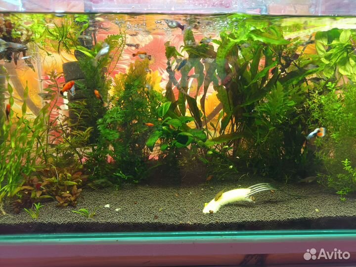 Аквариум