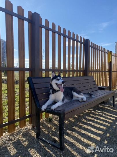 Хаски в добрые руки