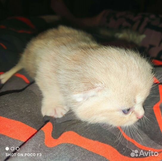 Персиковый Скоттиш-фолд
