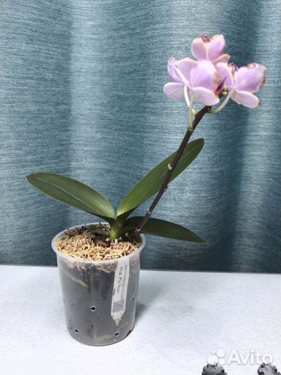 Орхидея фаленопсис бабочка