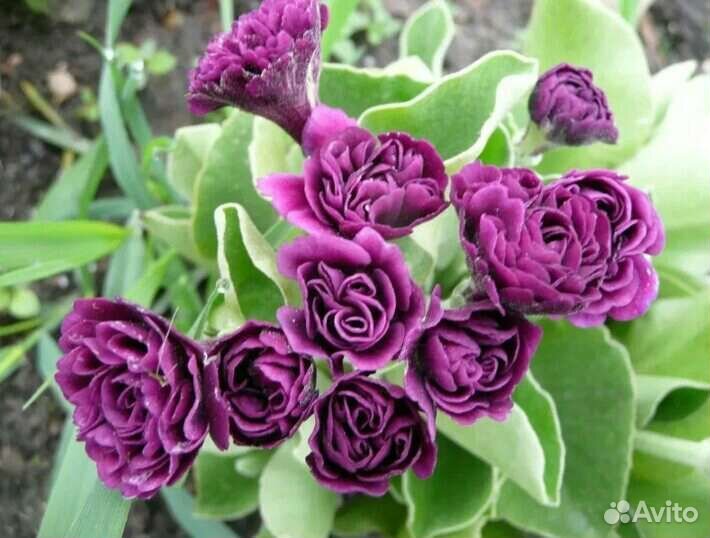 Примулы махровые, лох серебристый, махровый ландыш