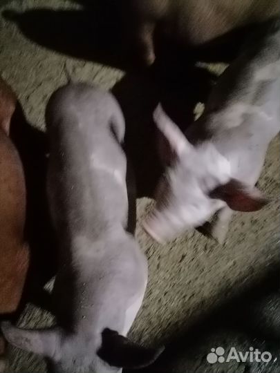 Поросята пьетрен макстер