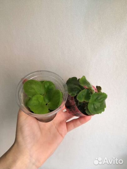 Фиалка махровая