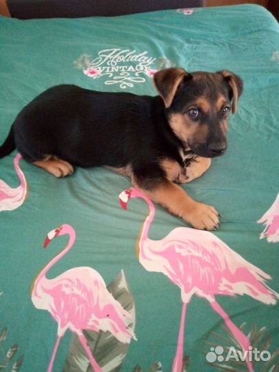 Собака в добрые руки