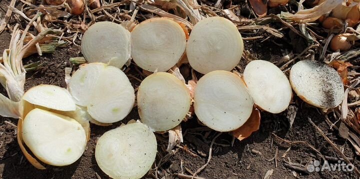 Лук на перо Штутгарт оптом