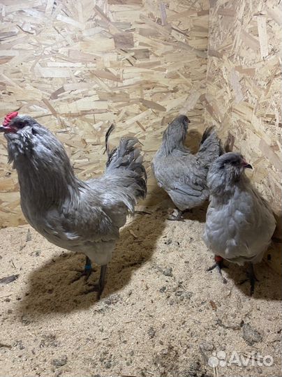 Инкубационное яйцо амераукана лаванда