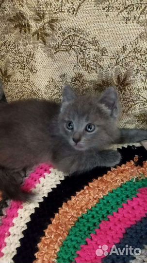 Кошечки-котята