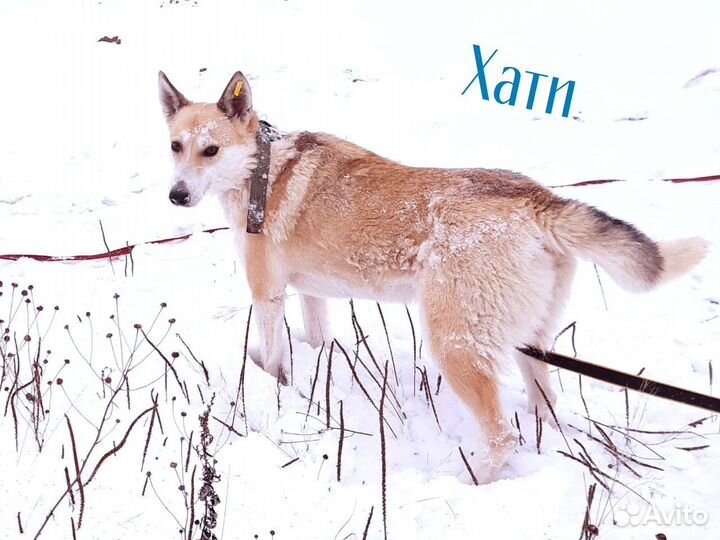 Собачки из приюта ждут вас