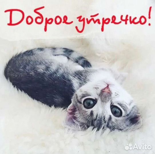 Домашние животные кошки