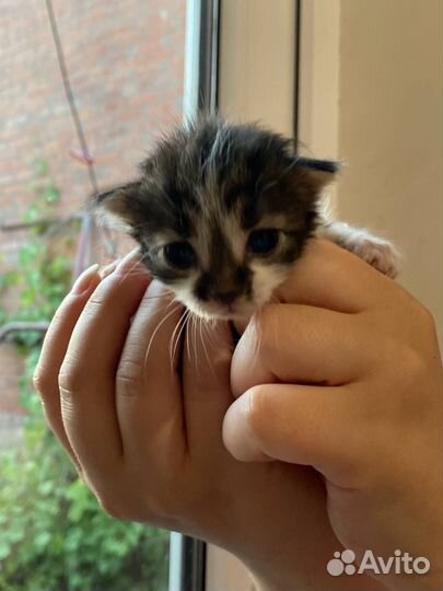 Котенок в добрые руки