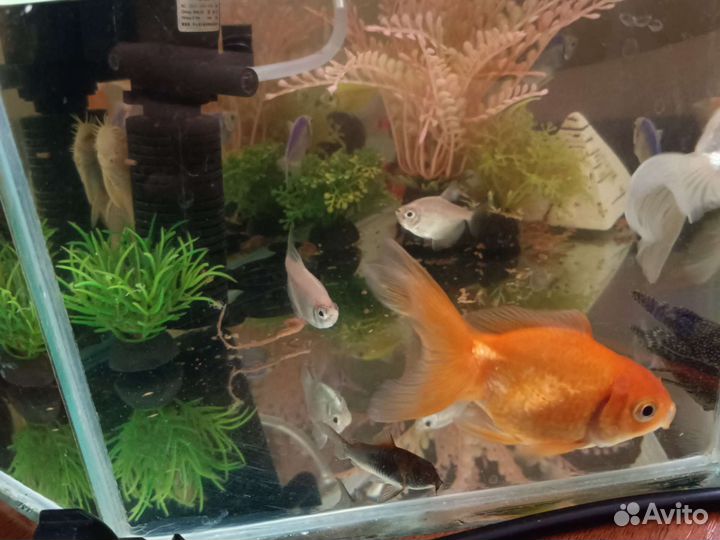 Аквариум с рыбками