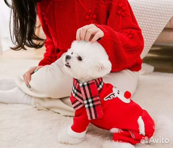Праздничный комбинезон для собаки