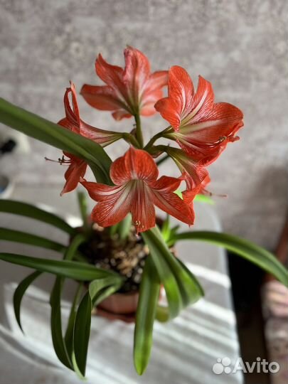 Гиппиаструм