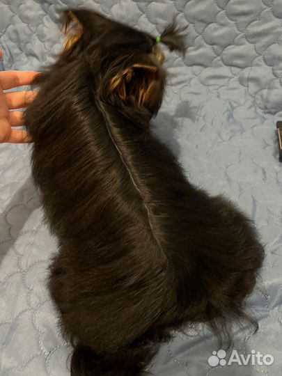 Красивый мальчик йоркширского терьера