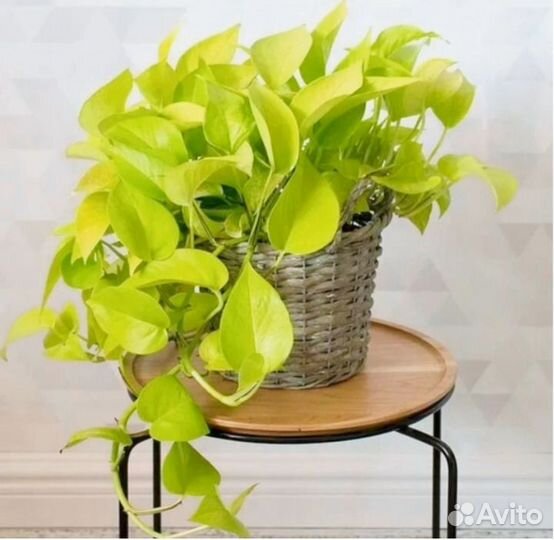 Сциндапсус