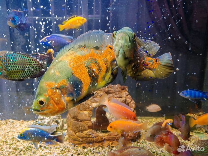 Астронотусы пара тигровые