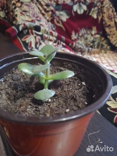 Толстянка денежное дерево