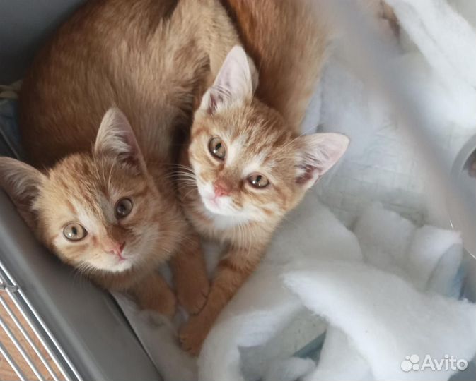 Рыжие котята мальчики