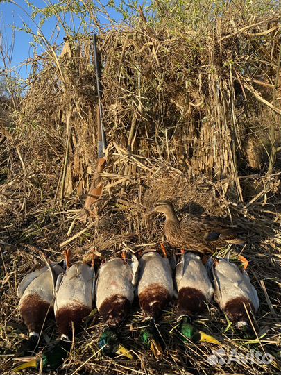 Подсадные утки