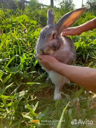 Продам крола