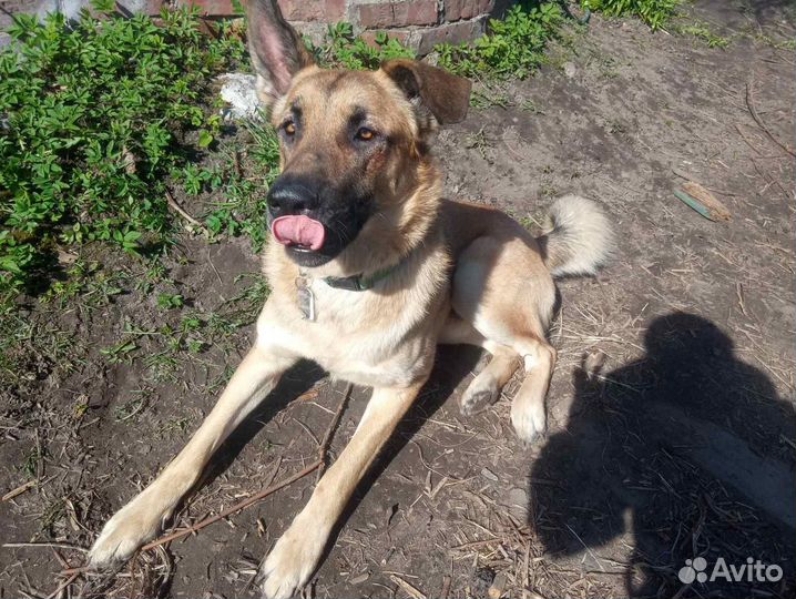 Передержка животных, догситтер