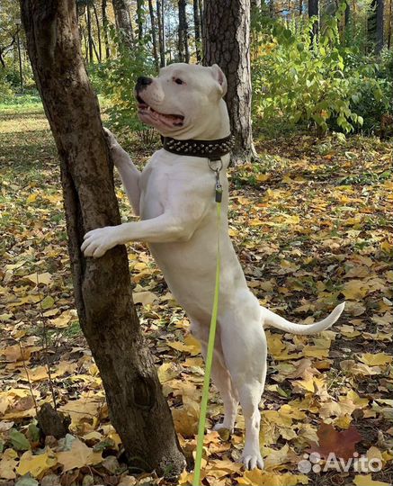 Американский булли вязка