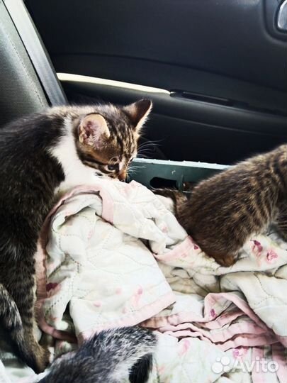 Котята в добрые руки