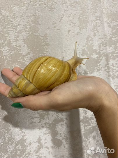 Улитки ахатины