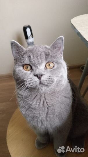 Британский кот